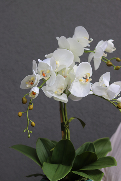 Torino Turtle, sztuczny storczyk w turkusowej osłonce