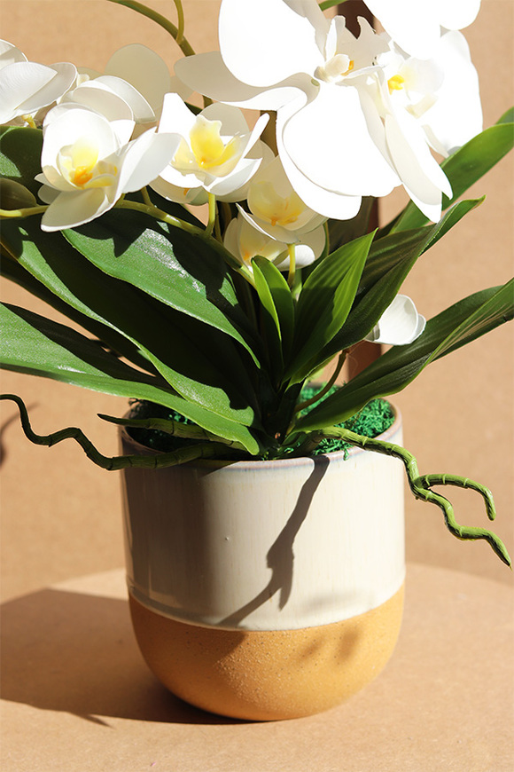 Blumelia Creme, gumowy storczyk w doniczce