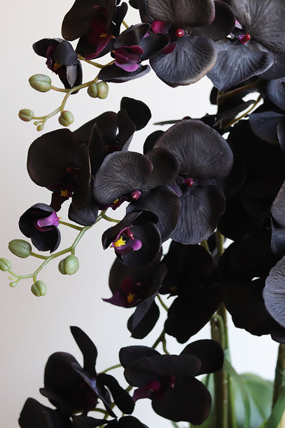 Negra Pianola, sztuczny czarny storczyk w osłonce