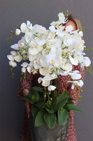 bardzo elegancki storczyk Srebrna Bajka