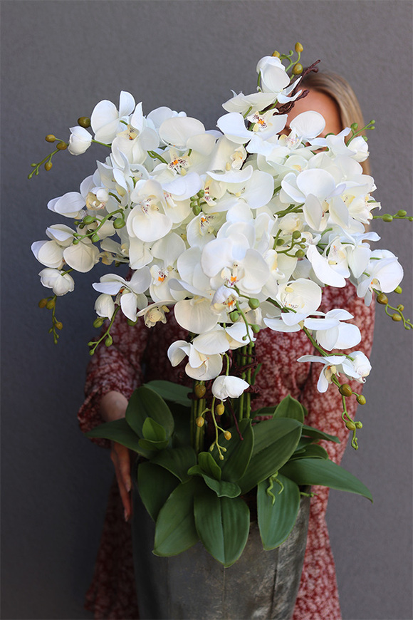 bardzo elegancki storczyk Srebrna Bajka