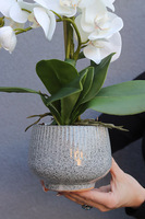 Ferelita Mineni 3, stylowy storczyk w doniczce ze wzorem