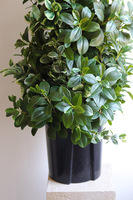 New Green Saute, drzewko sztuczne kolumnowe we wkładzie