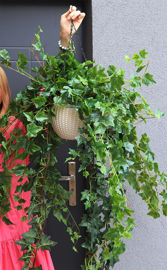 Bluszcz Doniczkowy, kompozycja zielona w wiszącej donicy