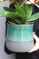 Fretre Blumelia, gumowy sztuczny storczyk