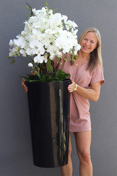 Czarny Mediolan Big, duży storczyk w wysokiej donicy