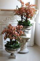 Castellamare Granada Deluxe, gumowy storczyk w pucharze