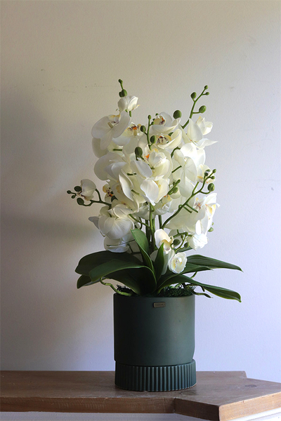 Beira Green, elegancki storczyk w zielonej donicy