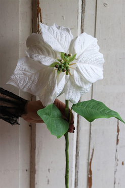 Biała Gwiazda Betlejemska, świąteczny kwiat poinsecji, wys.75cm  