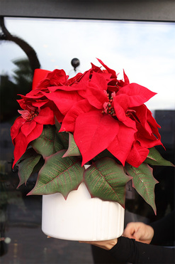 Gwiazda Betlejemska Moment, wysokiej jakości sztuczna roślina, wym.40x40cm 