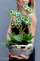 Thai Glamour, zielony storczyk w doniczce