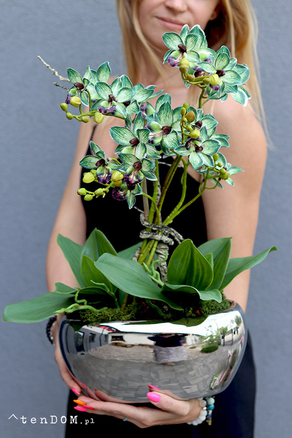 Thai Glamour, zielony storczyk w doniczce