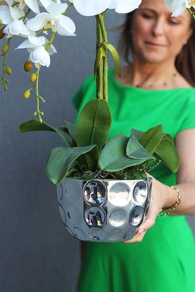 storczyk w srebrnej osłonce, Silver Bowl