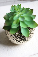 Gestree Gold, kompozycja sukulenty w złotej donicy, wys.17cm