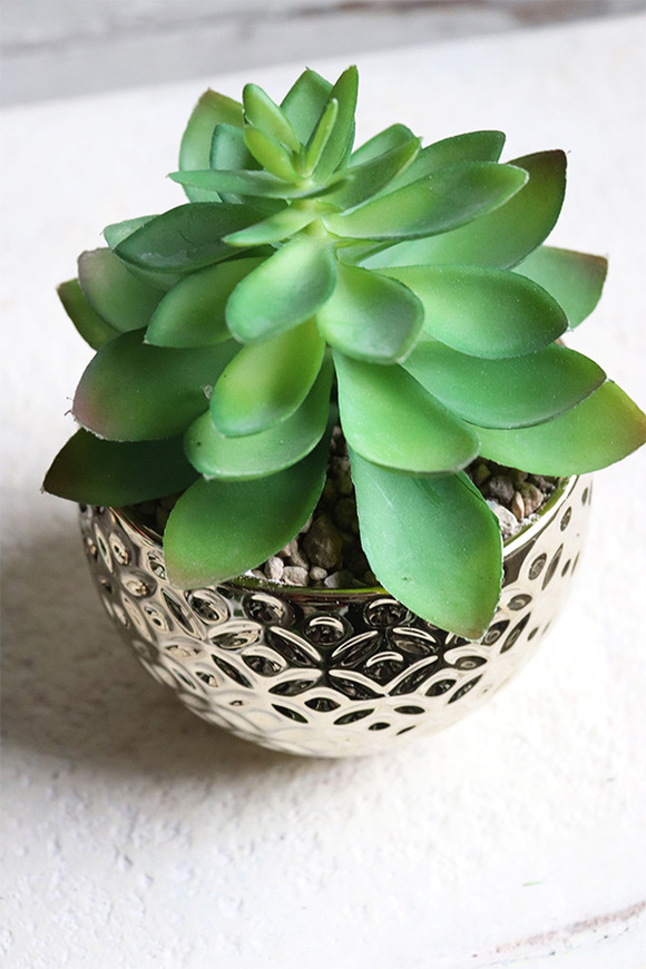 Gestree Gold, kompozycja sukulenty w złotej donicy, wys.17cm