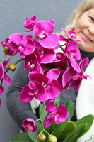 Fuksja Simple 2, fuksjowy sztuczny storczyk w donicy