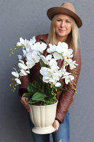 Kalestra, elegancki storczyk w kremowej donicy