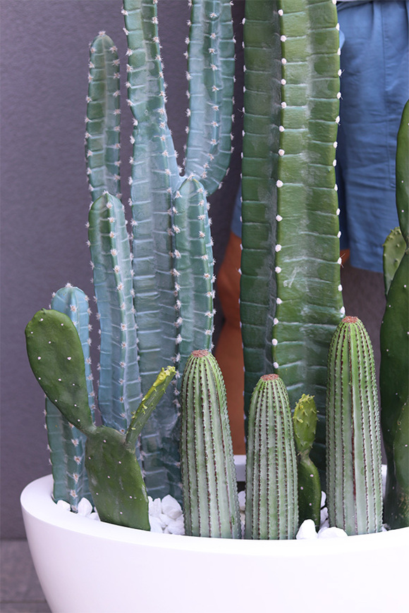 Revia Cacti Fiberglass, kaktusy w białej donicy