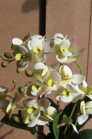 Olive, gumowy storczyk w doniczce