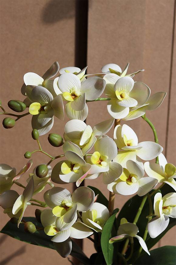 Olive, gumowy storczyk w doniczce