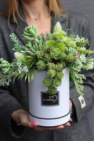 Arizona 2, flowerbox z sukulentami