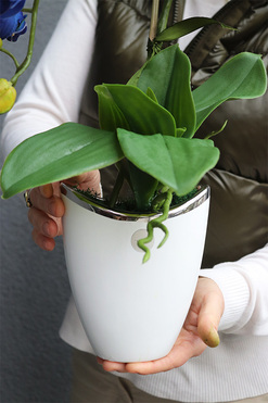 Chabrowy, niebieski storczyk w biało-srebrnej doniczce, wys.52cm