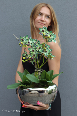 Thai Glamour, zielony storczyk w doniczce, wys.57cm