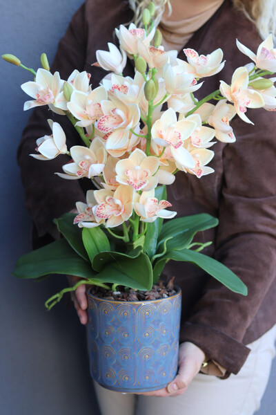 Morelle Cymbydium, sztuczny storczyk w doniczce