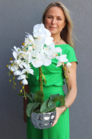 storczyk w srebrnej osłonce, Silver Bowl