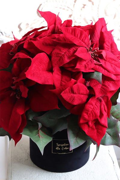 Gwiazda Betlejemska Black, flowerbox zimowy, czarny welur