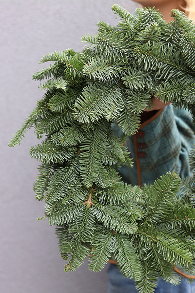 Nobilis, wianek świąteczny z żywych gałązek