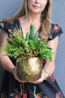 Green Cacti Hilton, sukulenty w złotej donicy