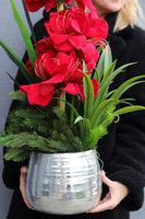 Amarylis Silverro, zimowa kompozycja w osłonce