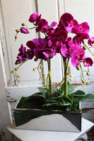 OD RĘKI Leono Fuksja, storczyk w lustrzanej donicy, wys.52cm  