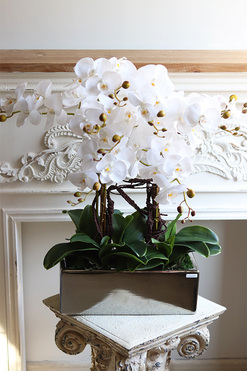 Infinity Eveline, storczyk w lustrzanej donicy, wys.70cm