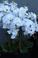 ogromny storczyk XXL Black Fiberglass, wys.170cm