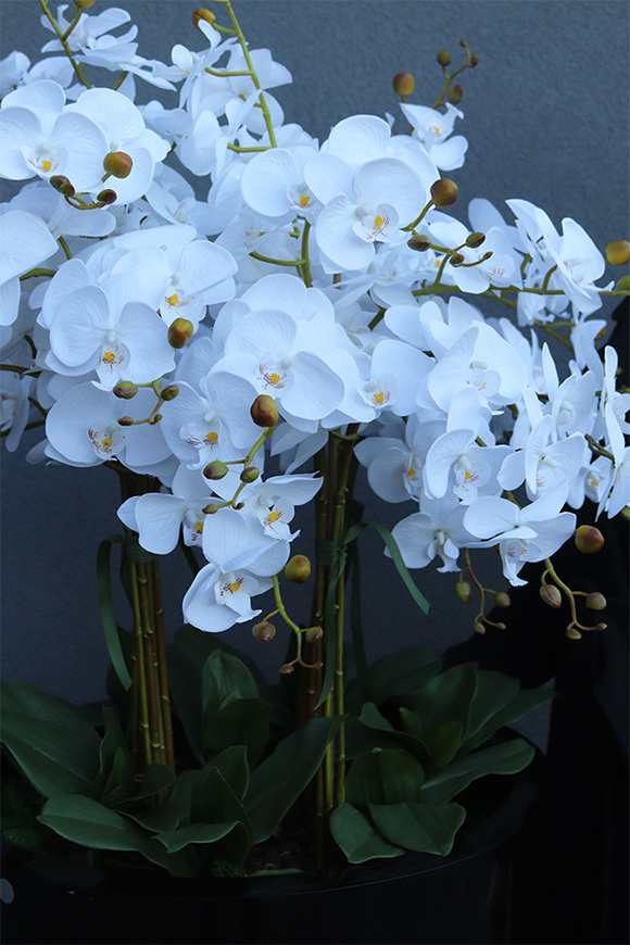 ogromny storczyk XXL Black Fiberglass, wys.170cm