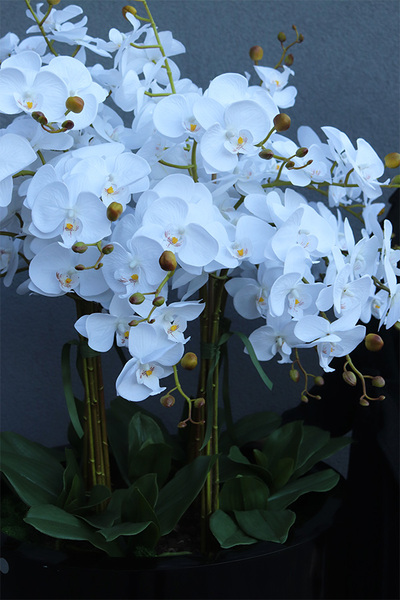 ogromny storczyk XXL Black Fiberglass, wys.170cm