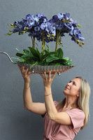 granatowy storczyk na srebrnej paterze, Blue Laonella