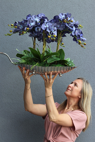 granatowy storczyk na srebrnej paterze, Blue Laonella