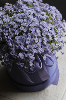 Kaszka Liliowa, flowerbox kwiatowy welurowy, gipsówka