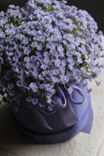 Kaszka Liliowa, flowerbox kwiatowy welurowy, gipsówka