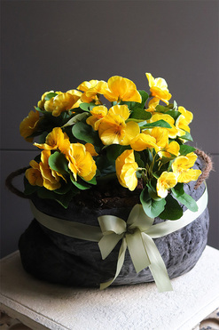 Anielska Wieś Volcan, żółte bratki w naczyniu, wys.35cm 