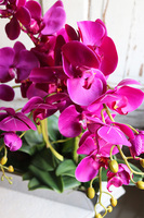 Leono Fuksja, storczyk w lustrzanej donicy, wys.52cm  