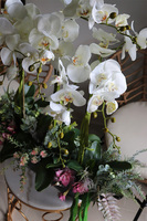 Asiano Laos Black, ekskluzywny storczyk z sukulentami, wym.71x60cm 