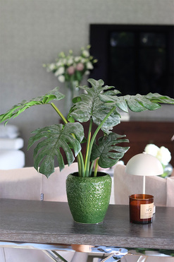 Monstera Belia Green, roślina w ozdobnej donicy, wys.55cm