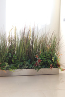 Albertina Steel, trawy w stalowej donicy