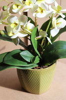 Olive, gumowy storczyk w doniczce