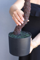 Kirabo, sztuczna palma w osłonce / donicy z tworzywa sztucznego, wys.74cm