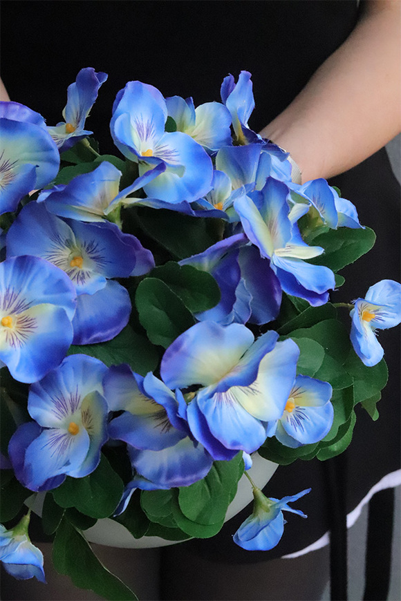 Bratki Blue, niebieskie bratki w naczyniu